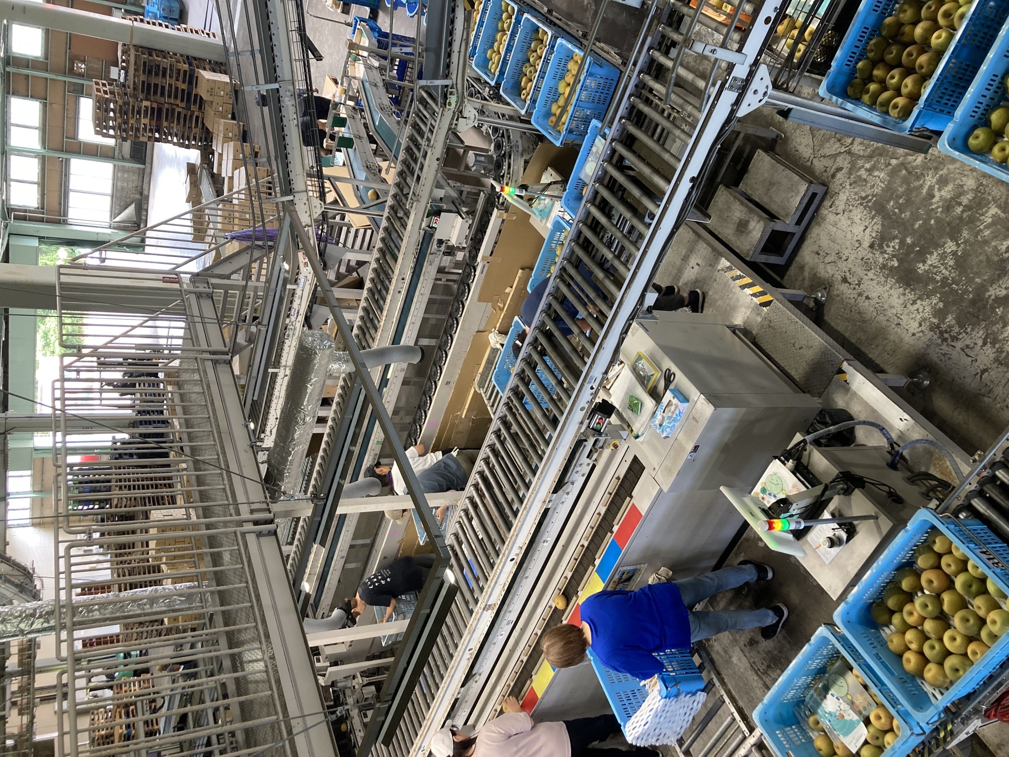 スイカ、メロン、柿、梨など、集出荷センターでの出荷作業