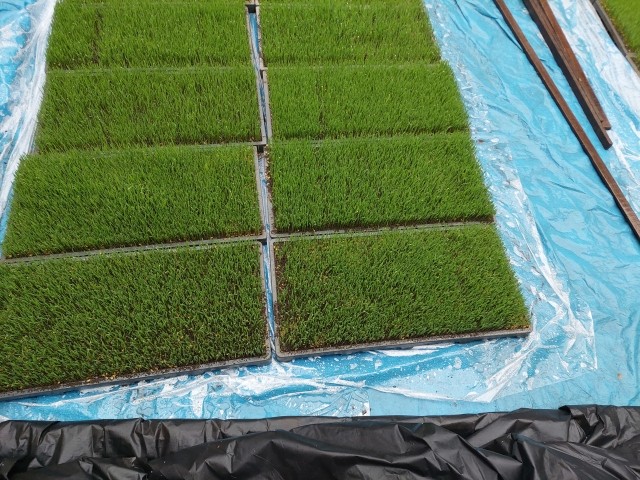 育苗施設での軽作業